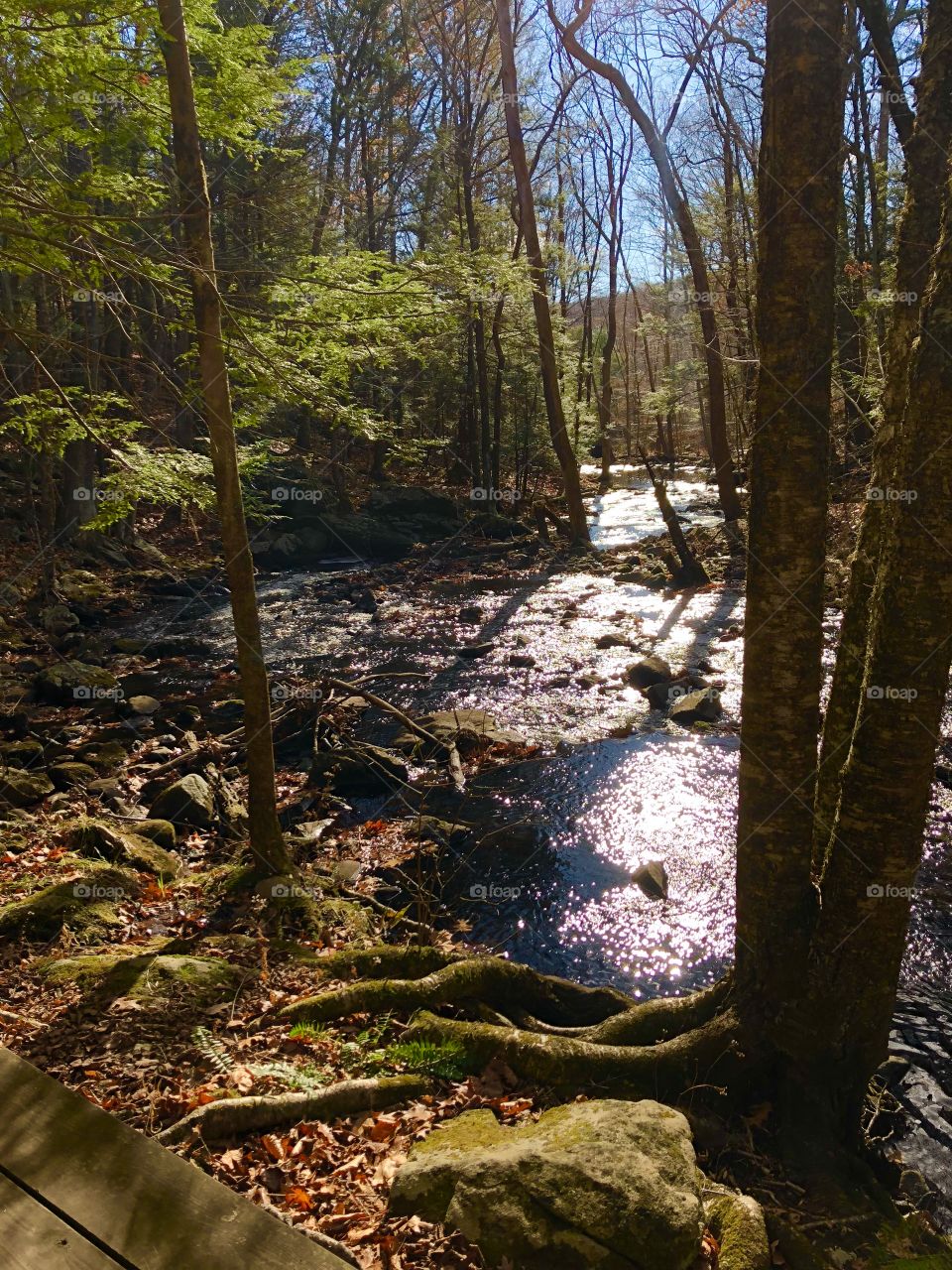 Sunlit brook