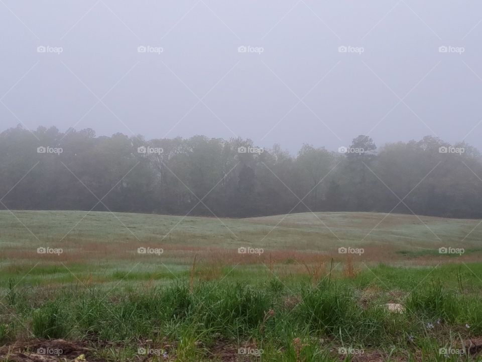 misty meadow