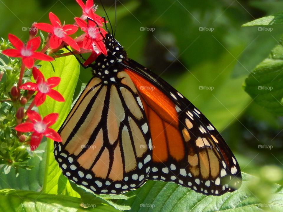butterfly on red flowers