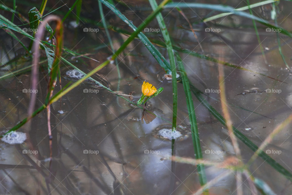 Flower in water