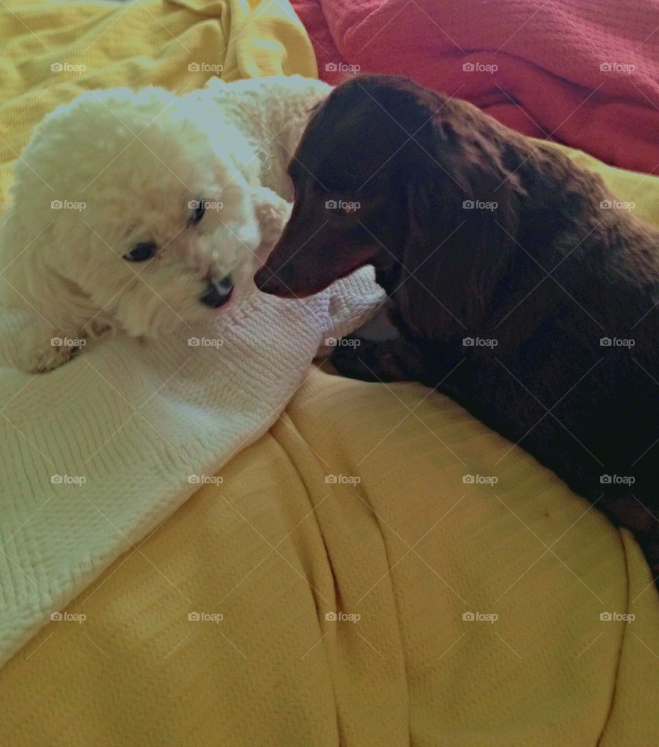 Serious animal behavior 