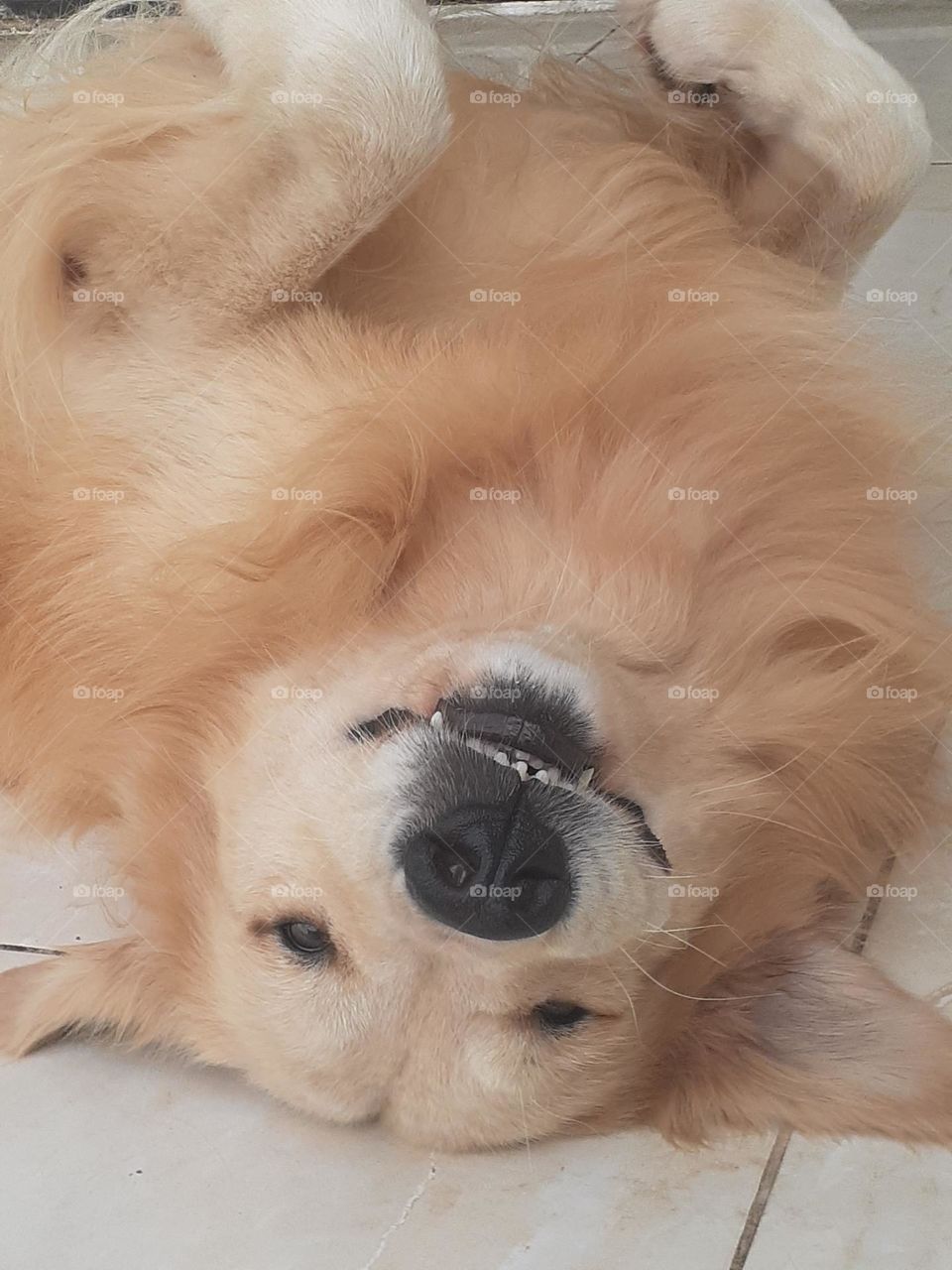Smile Dog