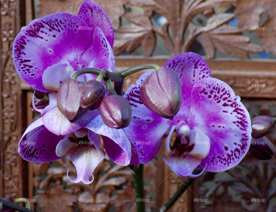 phalenopsis orchid