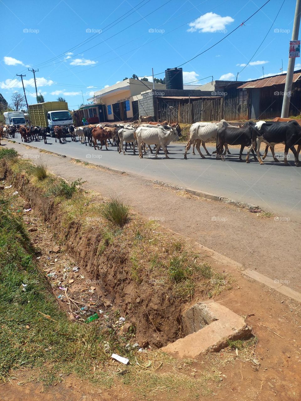 masaai cows