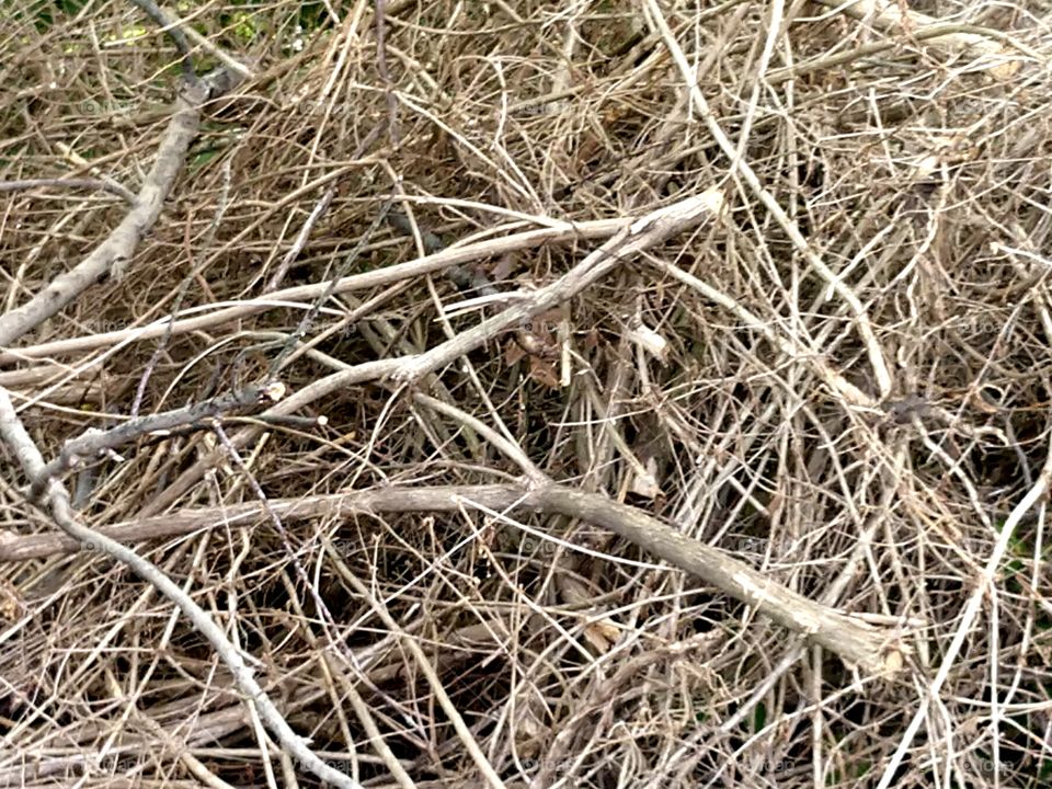 Sticks & twigs