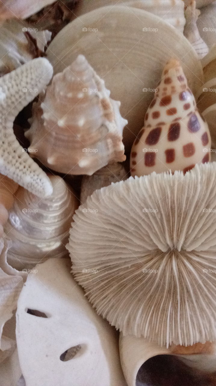 seashells