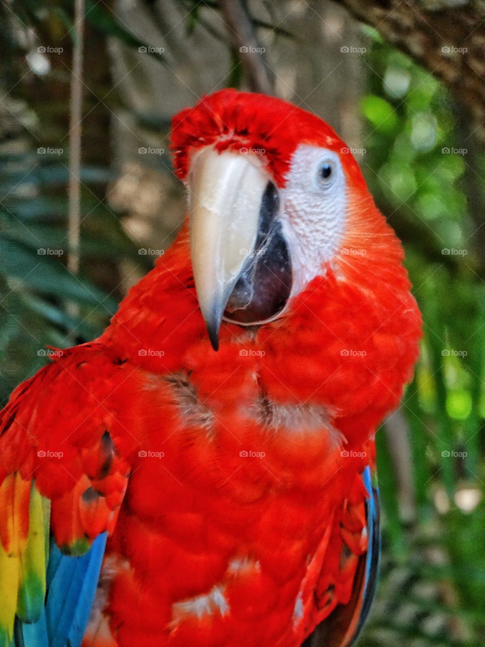 Portrait of macaw parrot