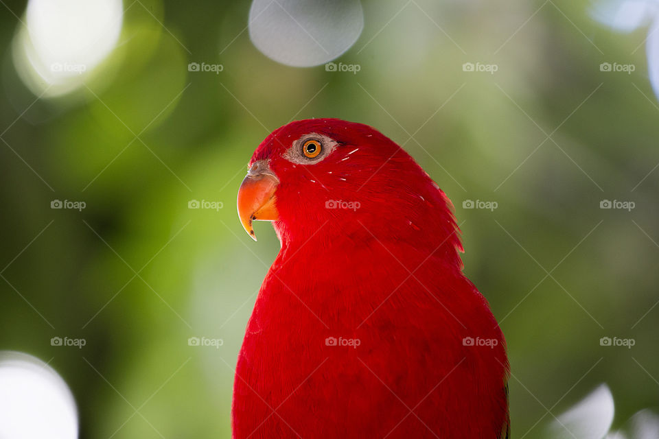Beautiful red parrot with natural background