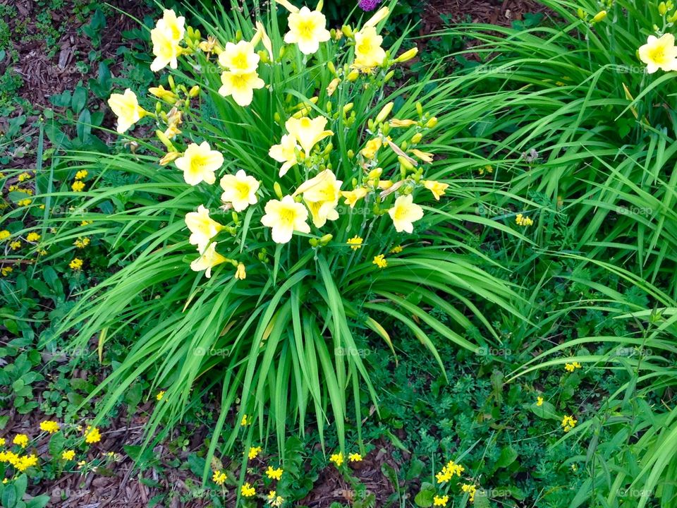 Flowers