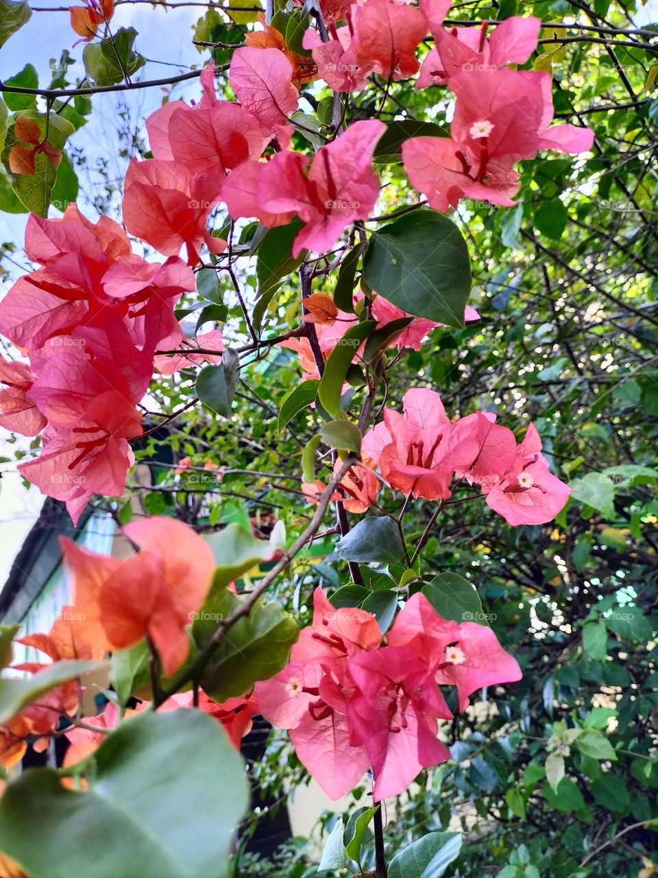 fancy colored hibiscus flowers in the yard of the house