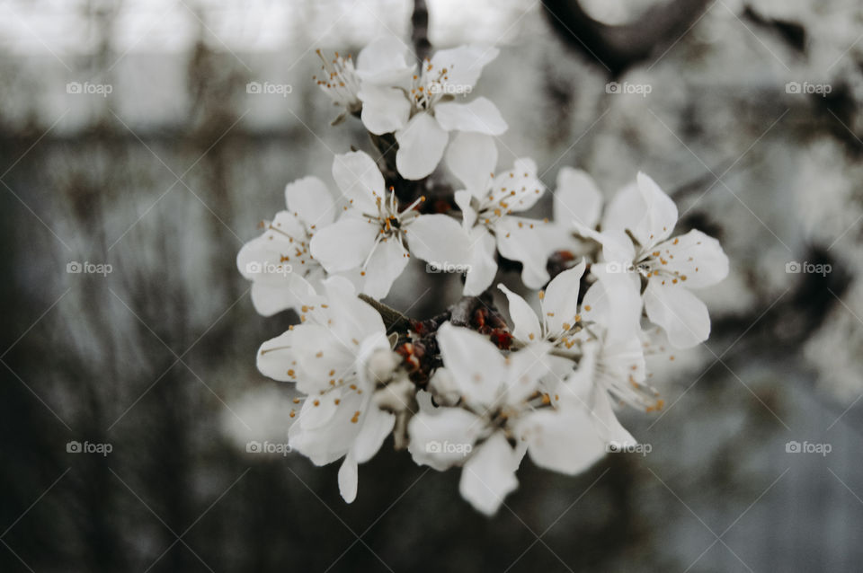 The apple tree is blooming. Caps of white and pink flowers, petals swirling in the fragrant air
 