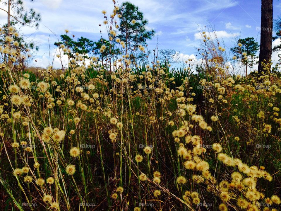 Flowers