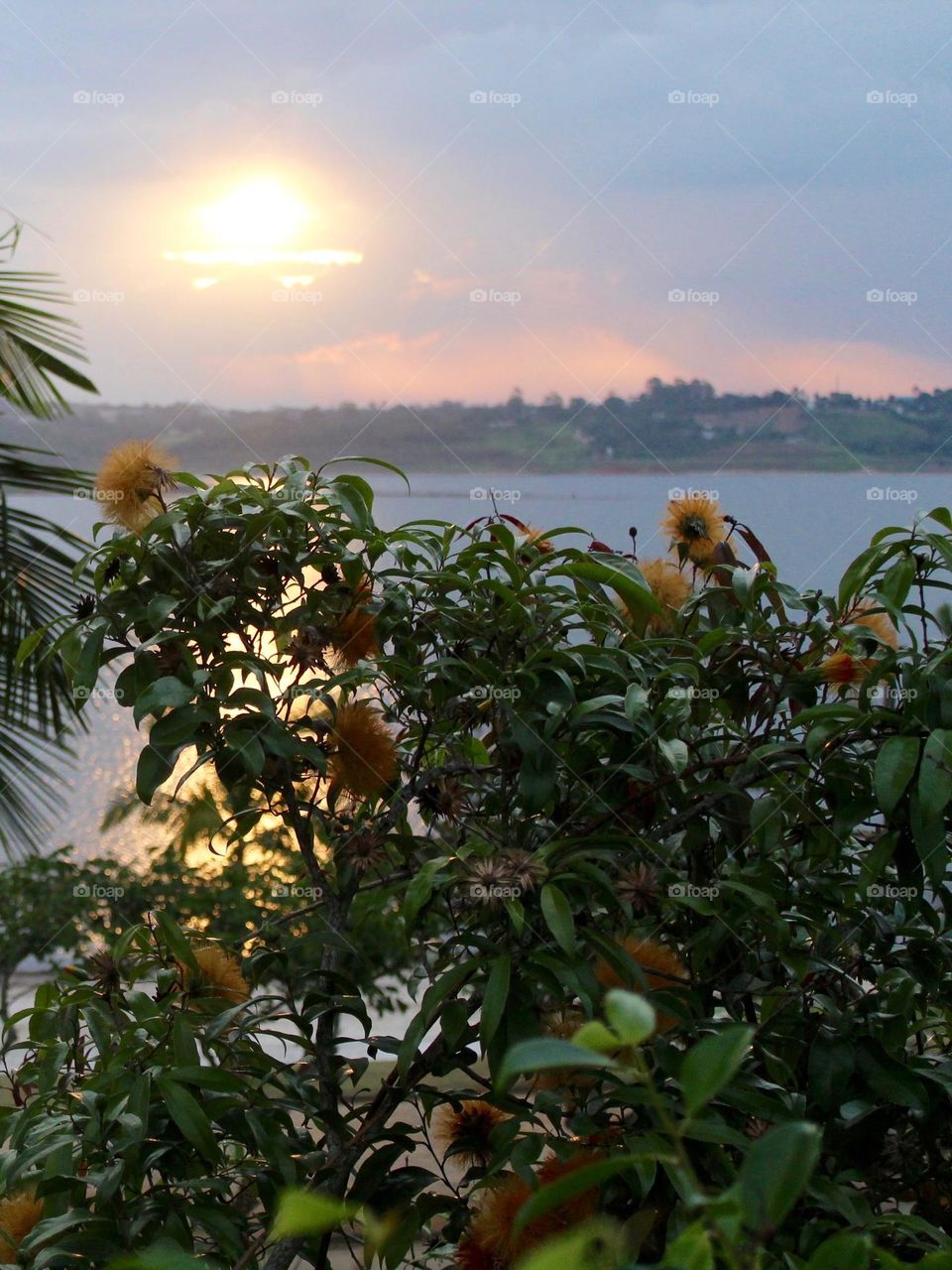 Reflection of sunset through yellow flowers