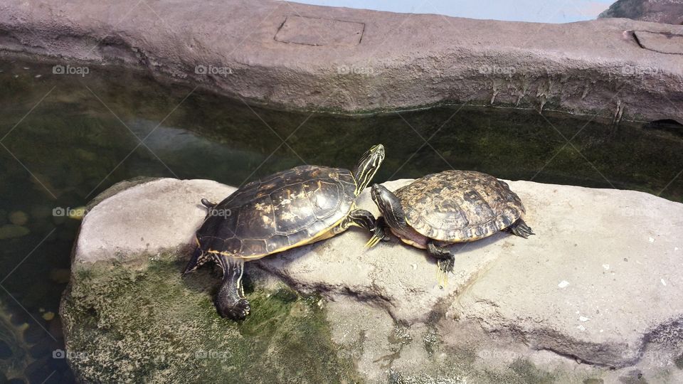 Basking Turtles