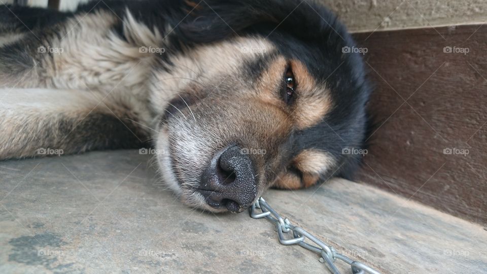 Dog chained