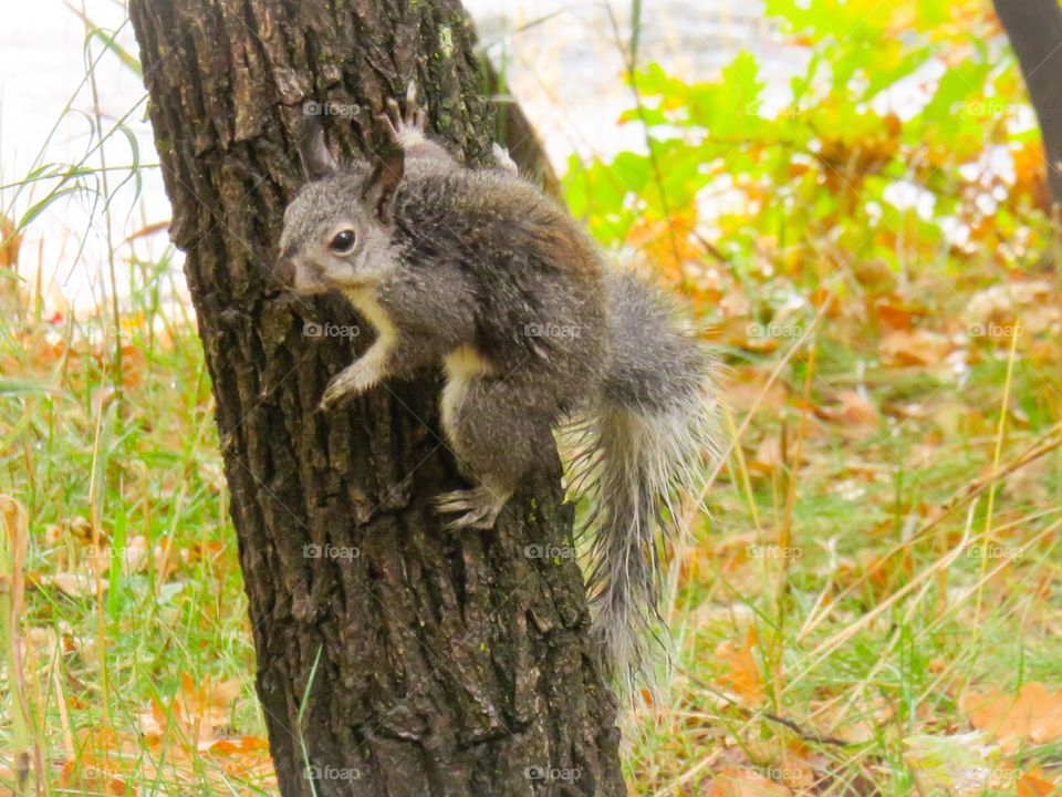 Squirrel climbing tree