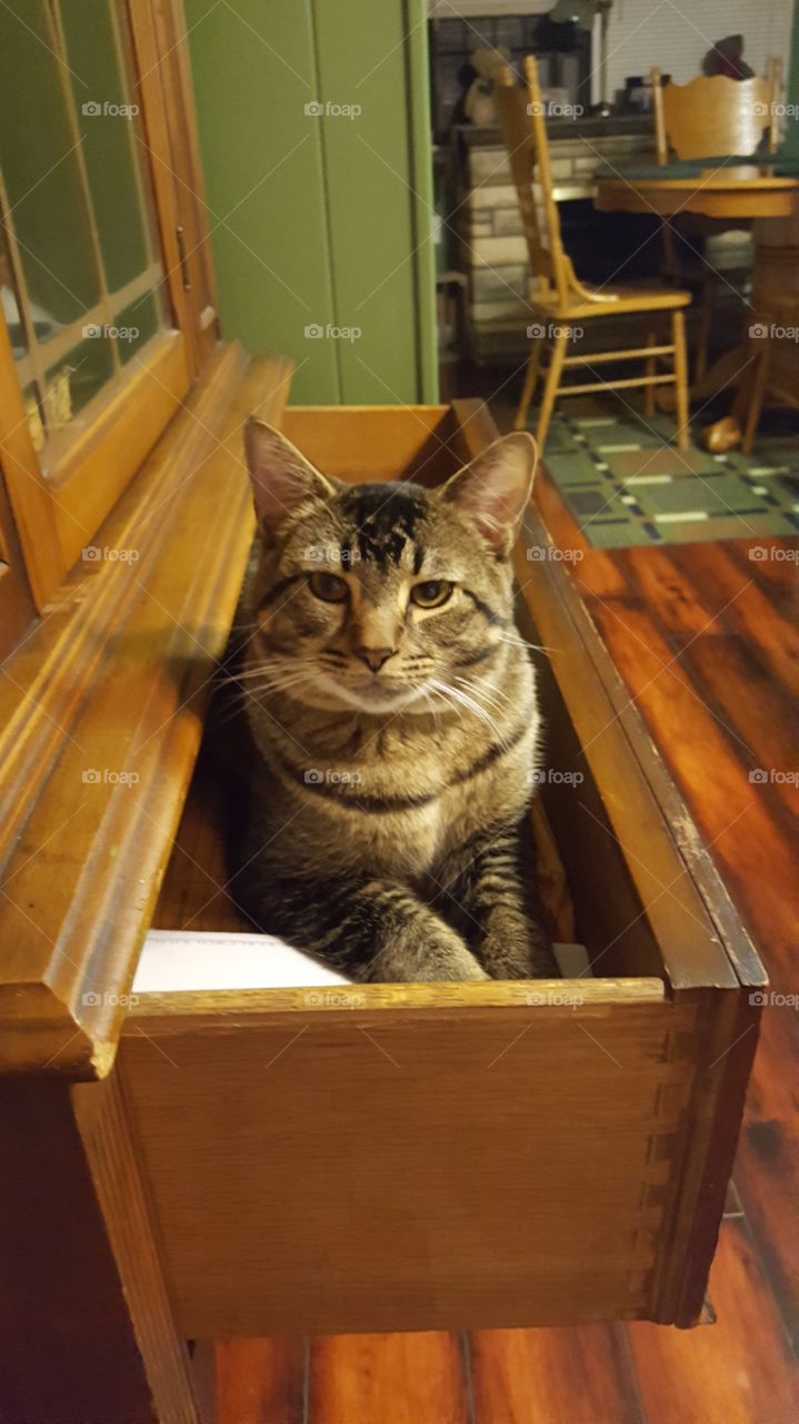 kitty in a drawer