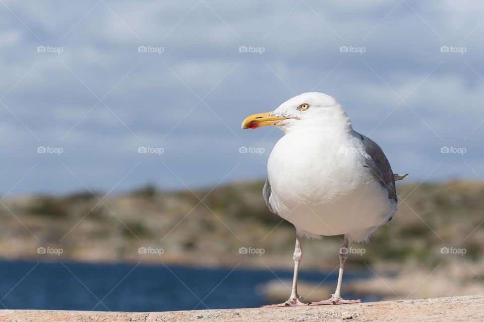 Closeup of one seagull bird standing on the cliffs by the ocean, wildlife in Sweden 