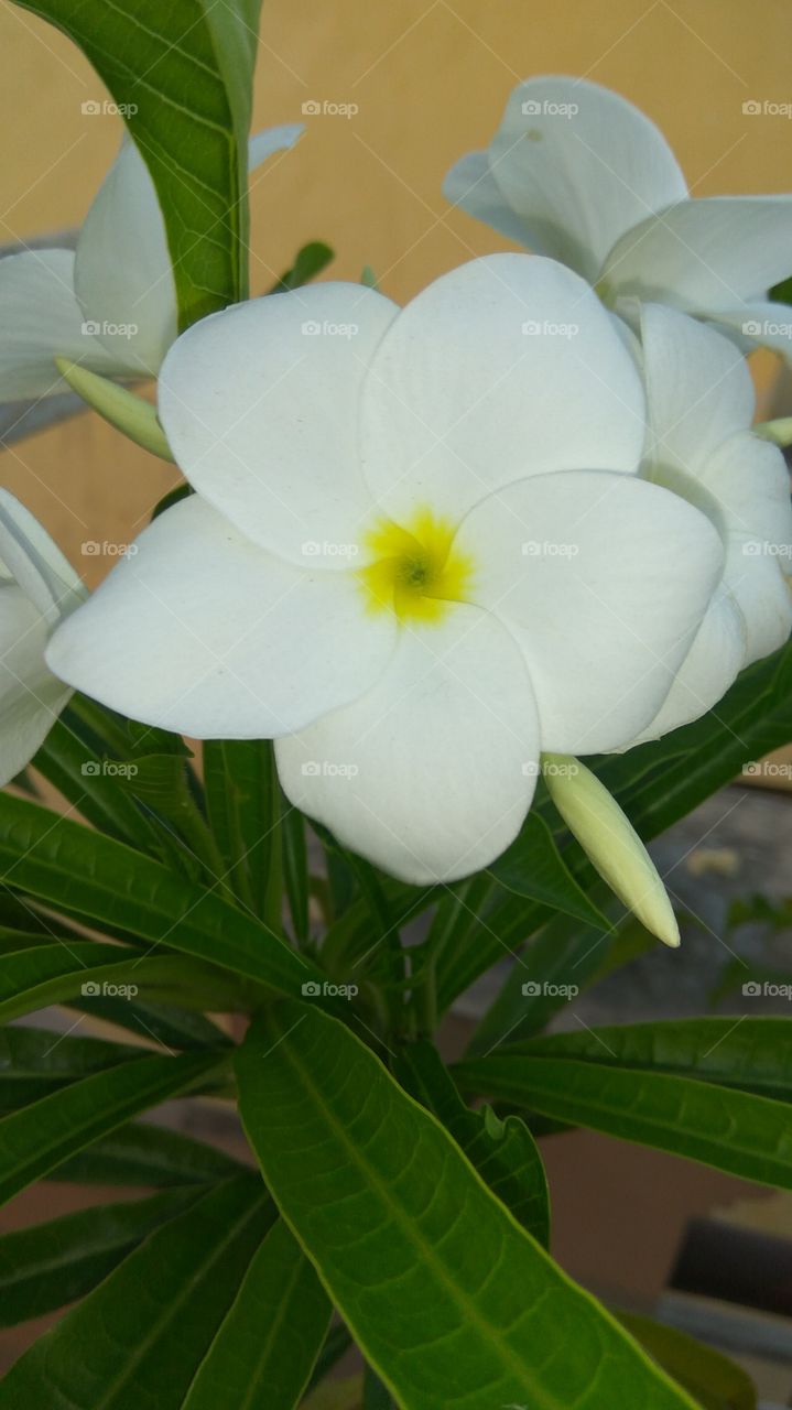 lovely white colourful flower