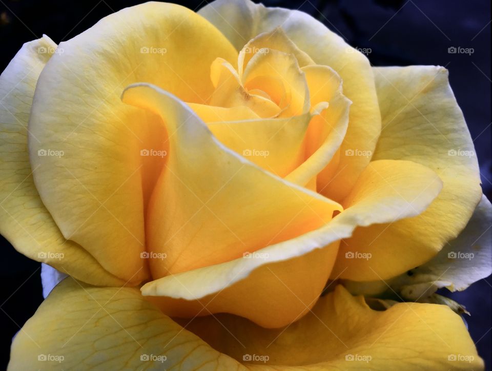 Close-up of yellow rose