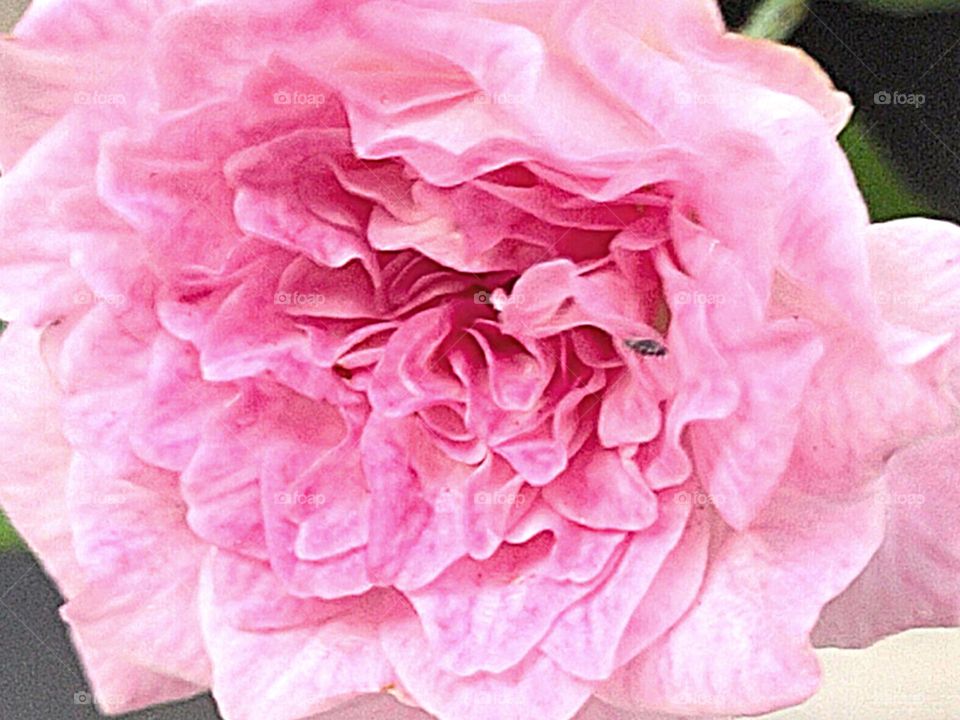 Baby Pink ||The specific shade of pink can affect associations and meanings. A light pink is often viewed as soft, healing, and peaceful, whereas a hot pink might be seen as bold, exciting, and alarming.