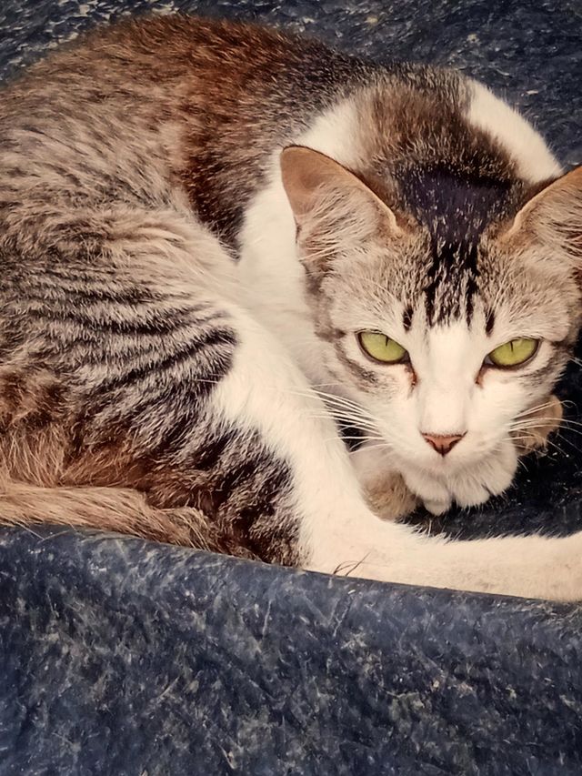 Cute kitty