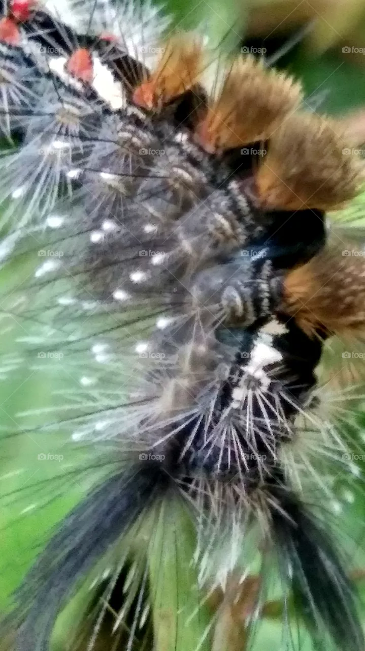 caterpillars