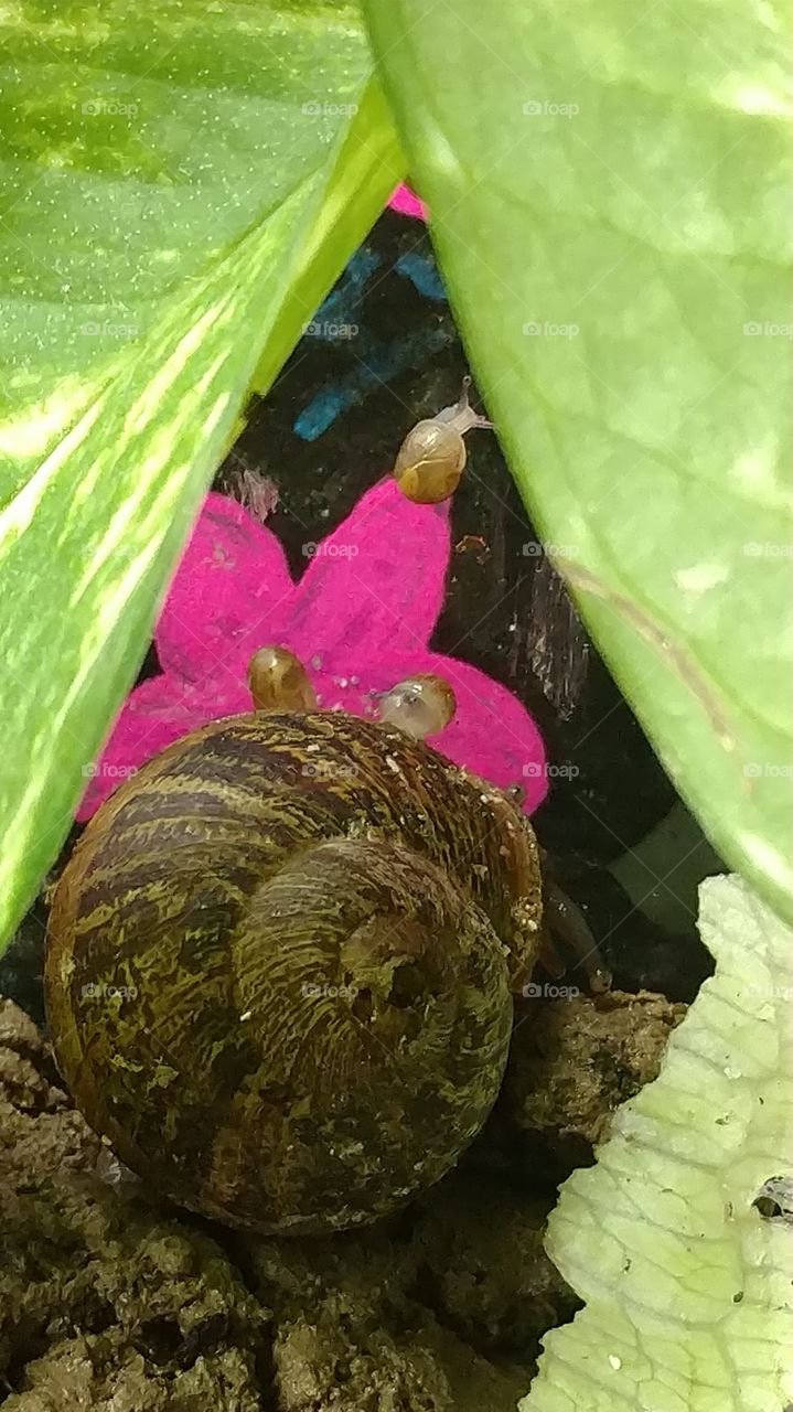 snail family