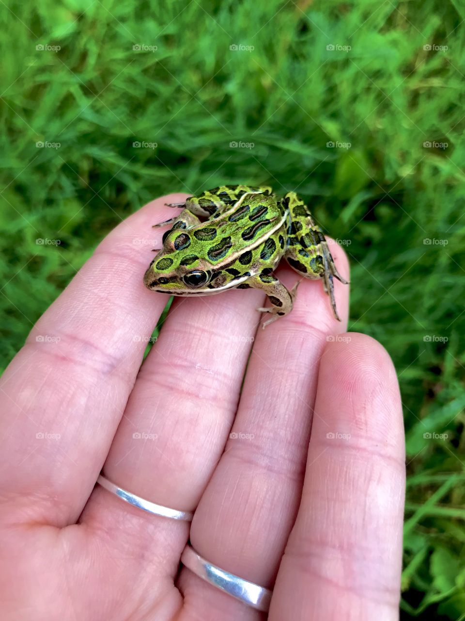 Grass frog