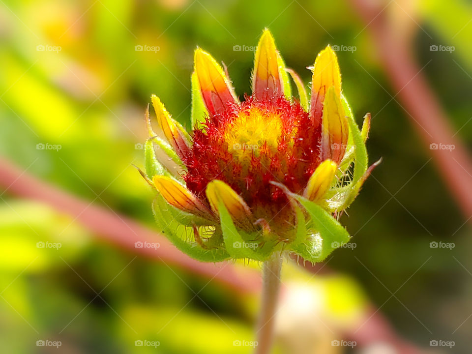 Colorful wild Indian blanket flower