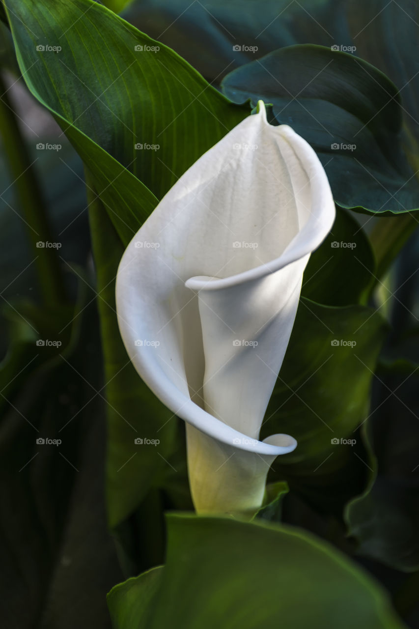 Simple white Calla flower