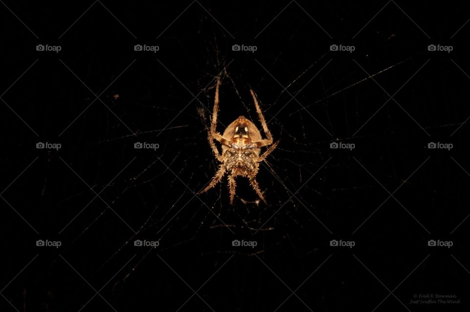 Spotted Orb Weaver (underside). A beautiful Spotted Orb Weaver spider at night outside our house.