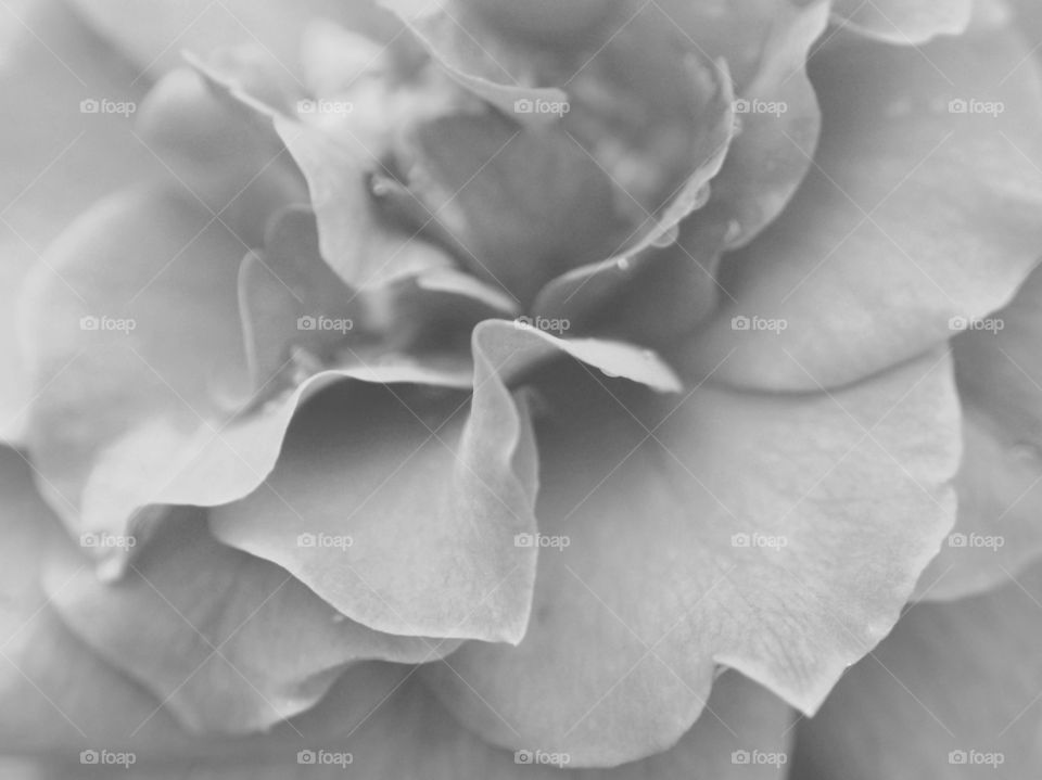 Close up of flower in black and white