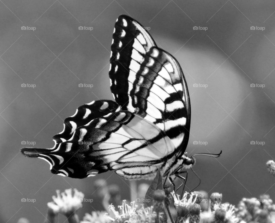 Monochrome yellow swallowtail butterfly on flowers