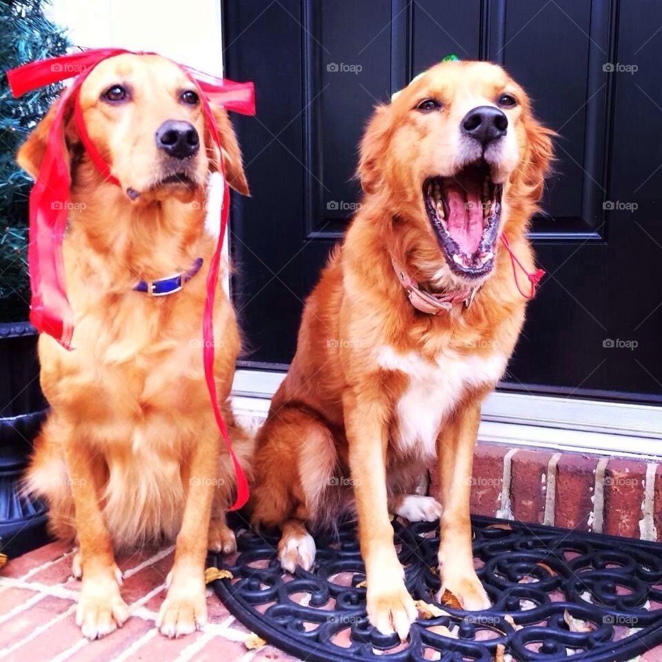 Christmas pups