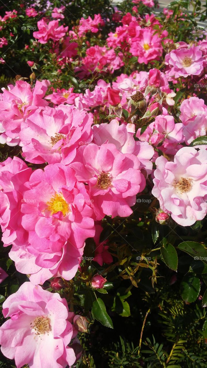 Flower, Garden, Nature, Flora, Blooming