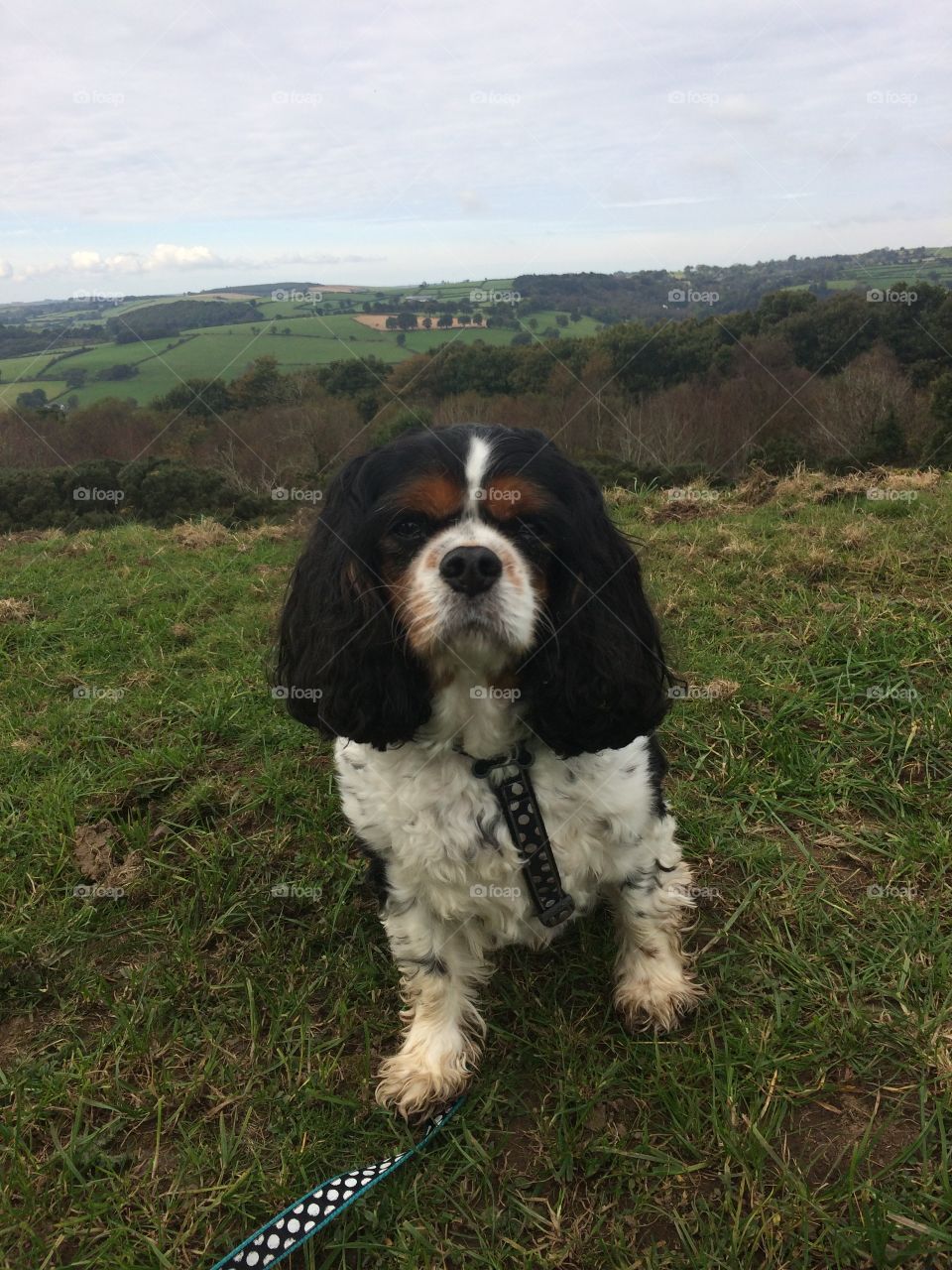 Dog on a hill part two