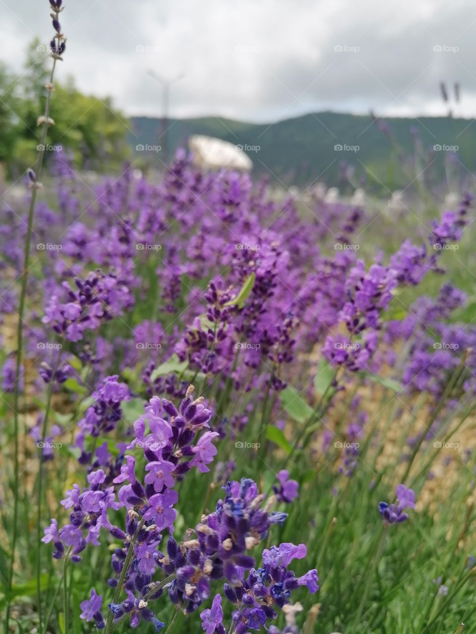 Lavender is the most delicious-smelling plant of incredible beauty