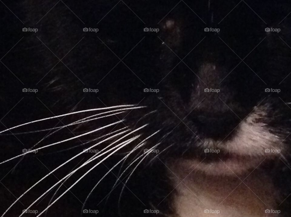 An up close shot of my pet cat's nose and whiskers.