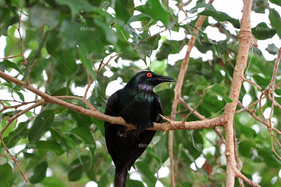 An Asian Glossy Starling sitting on a tree branch.