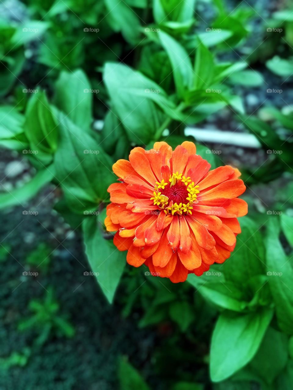 Zinia graceful or better known by the scientific name Zinnia elegans is one of the most famous annual flowering plants of the genus Zinia