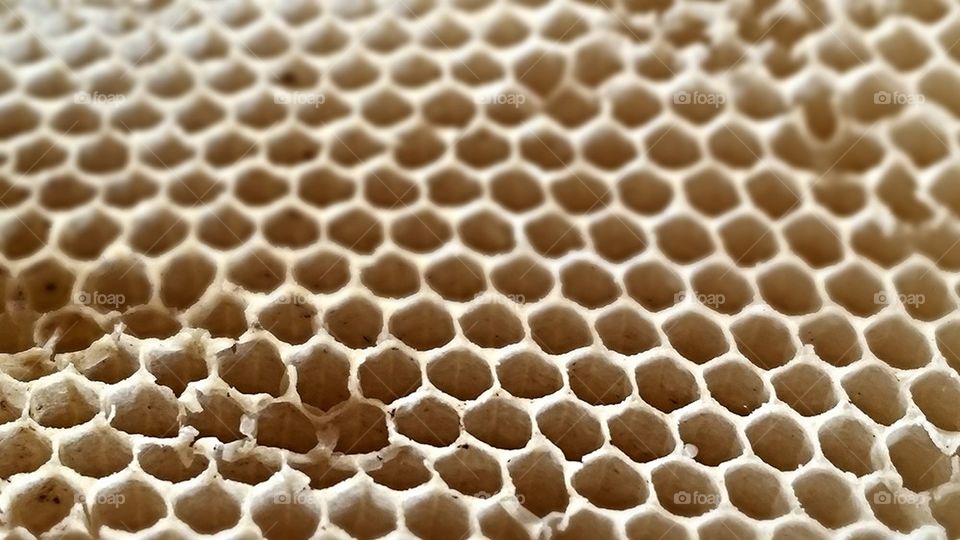 Honeycomb 