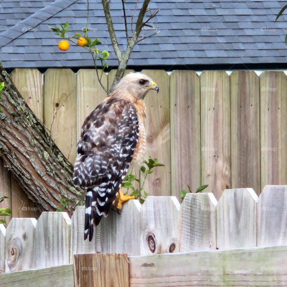 Neighborhood Hawk