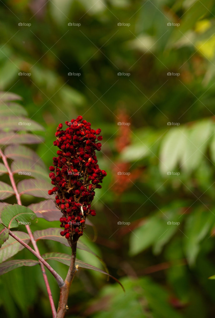 Smooth Sumac