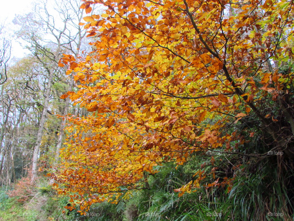 Close-up of autumn tree