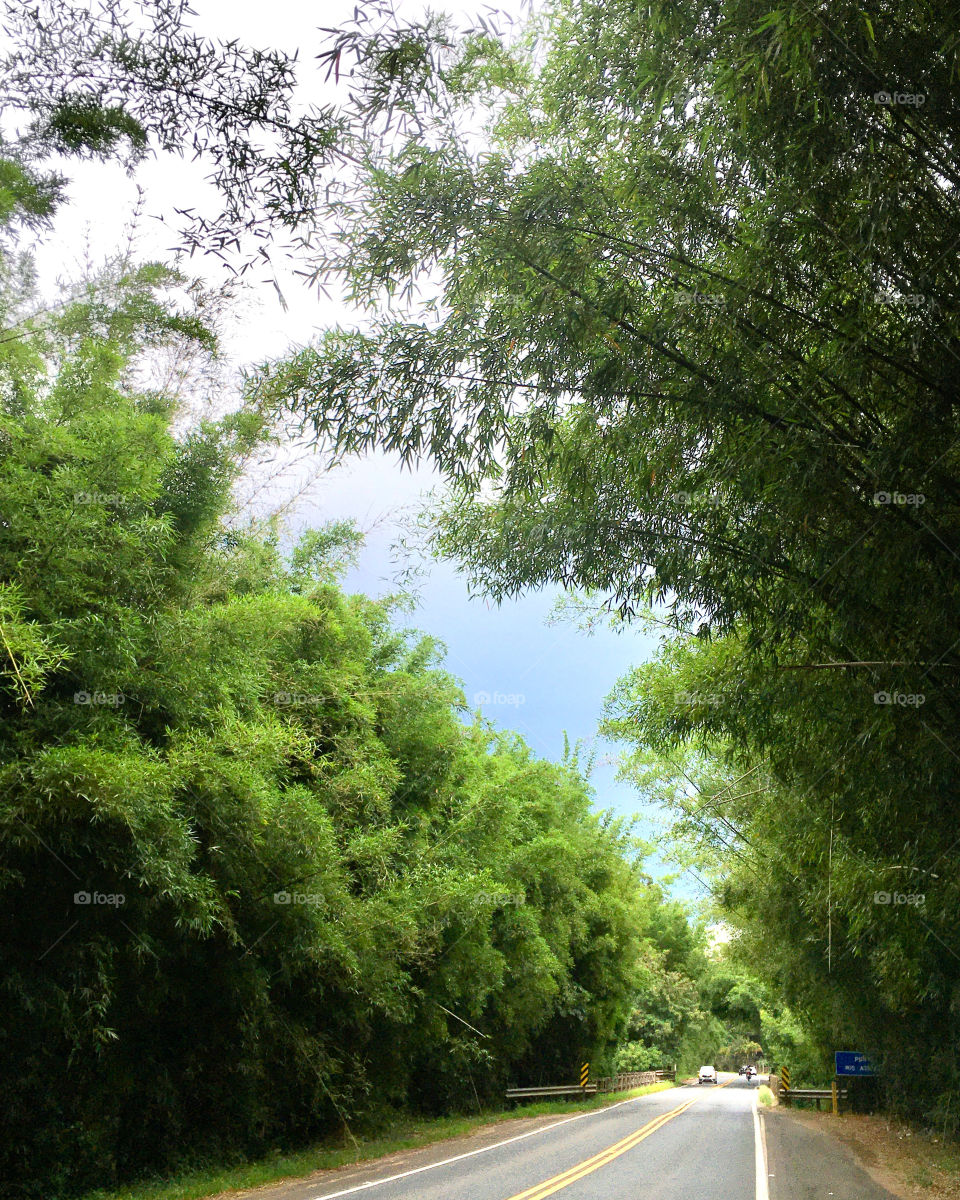 Two sides of the road, with two very amazings sections of bamboo.  This beautiful landscape is from the city of Itatiba, Brazil. / Duas margens da estrada, com dois lances de bambuzal bonitos. Essa linda paisagem é da cidade de Itatiba, no Brasil.