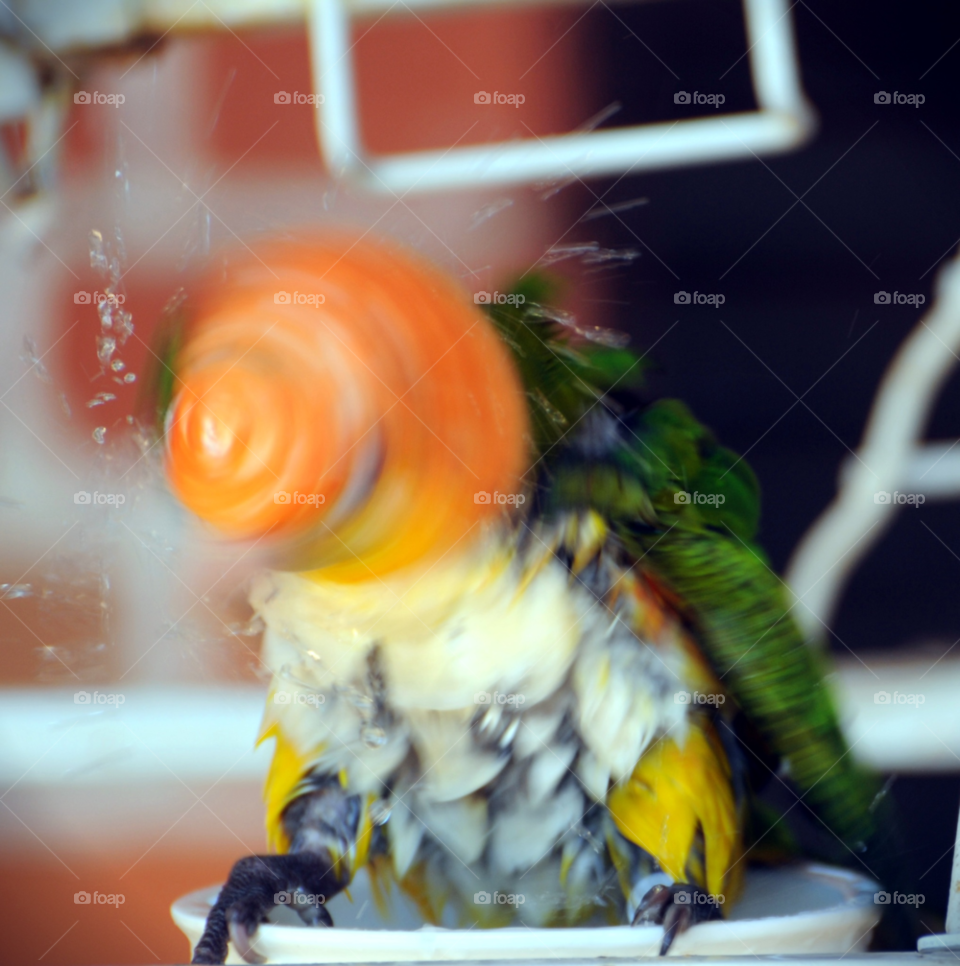 play fun water bird by lightanddrawing