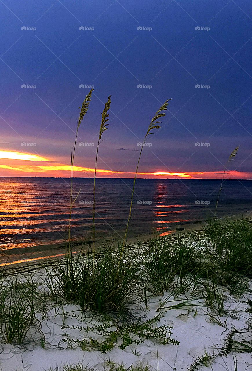 Sea Oats in the sunset