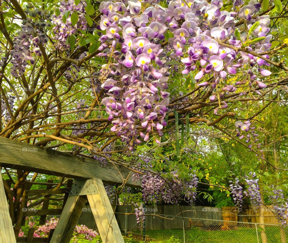 Wisteria in May. The first major bloom of my 8 year old backyard Wisteria. Getting this plant to flower was a major challenge!