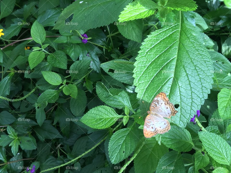 Butterfly and Foliage Background.